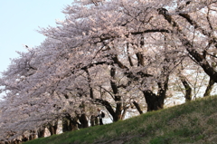 朝の日差し