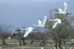 瓢湖に帰宅