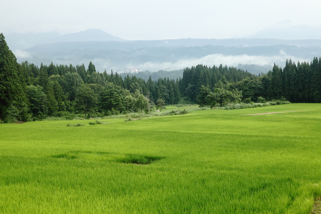 津南町の緑３