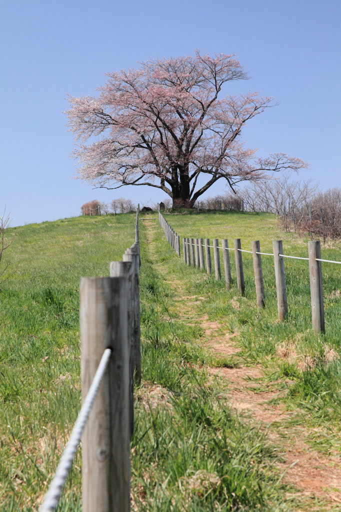 丘の上へ