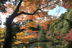 古神社の紅葉