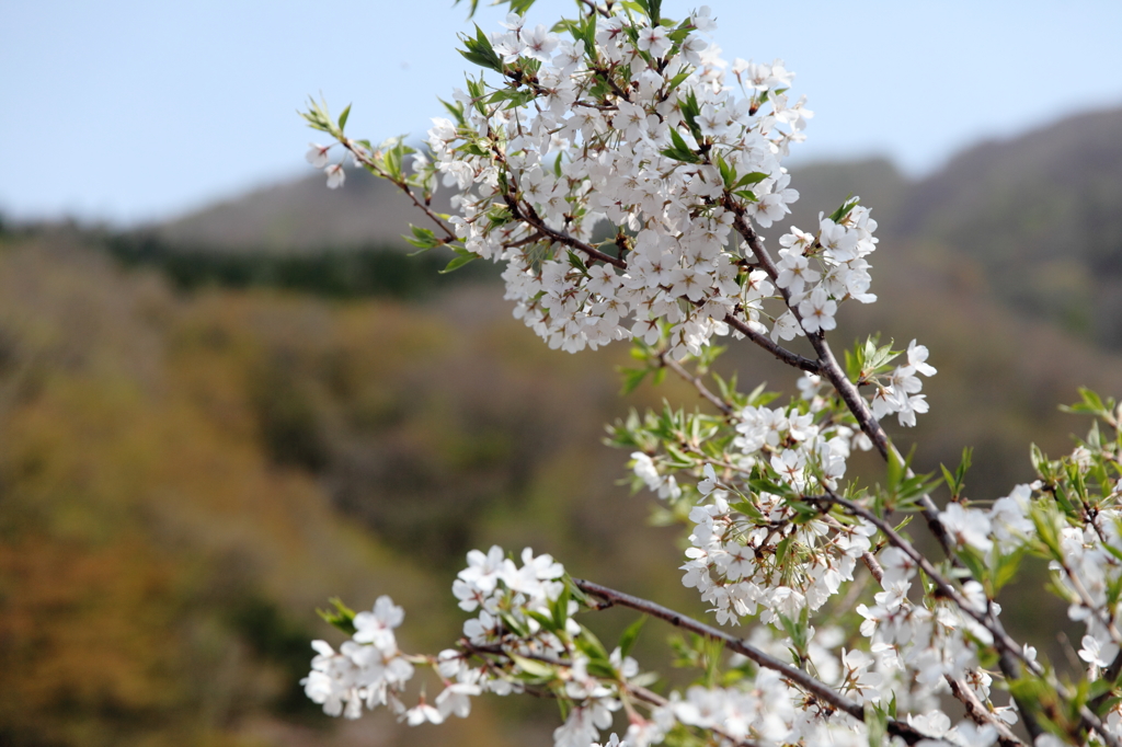渓谷の花