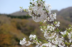 渓谷の花