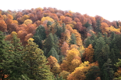 もこもこ山