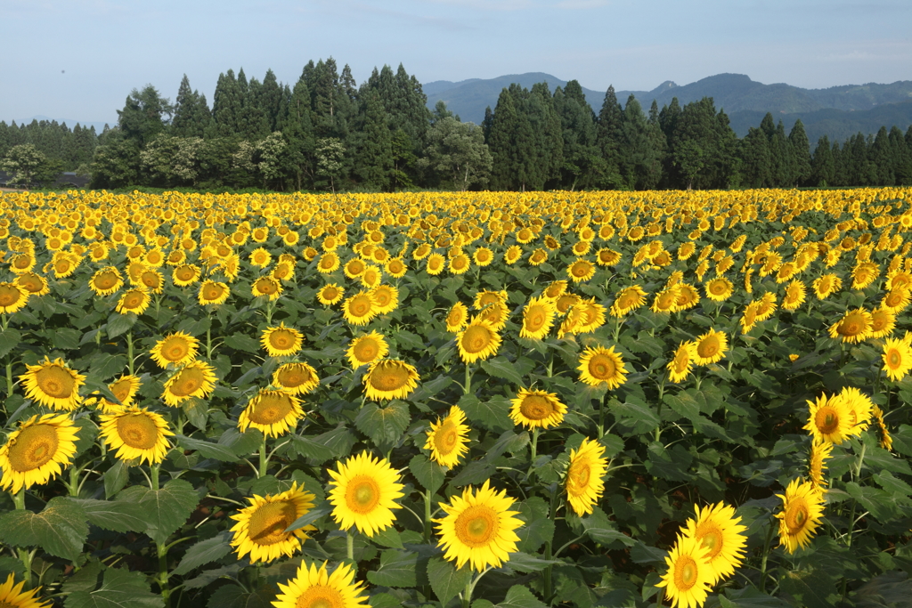 朝のひまわり公園