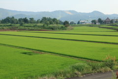 緑の段々田んぼ