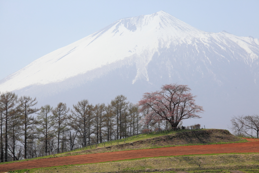 花愛でる