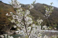 渓谷に添う