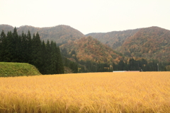山の田の秋