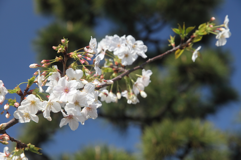 松応援で　桜映え