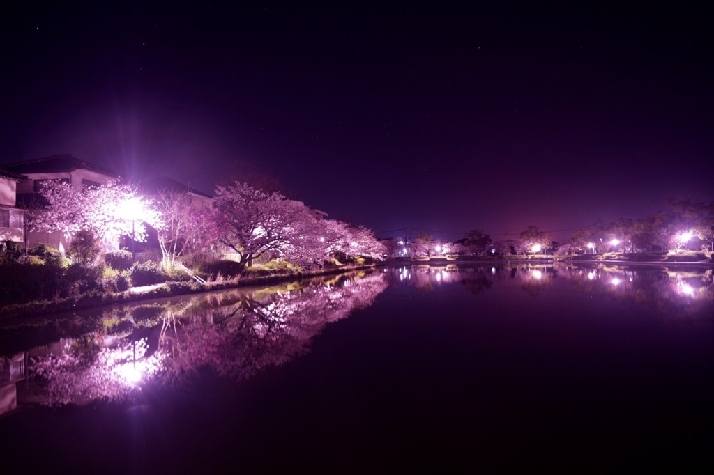 光輝く夜桜