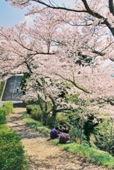 桜の下で