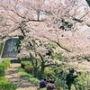 桜の下で