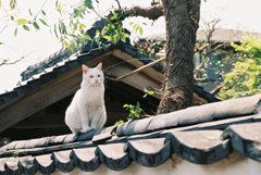 塀瓦  積もるは白き  和猫かな