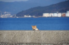 話は聞かせてもらったにゃ！