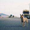 埠頭の犬