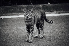 野生