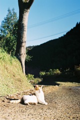 小春日和