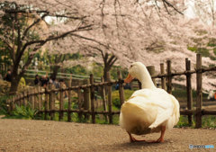 桜につられて