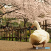 桜につられて
