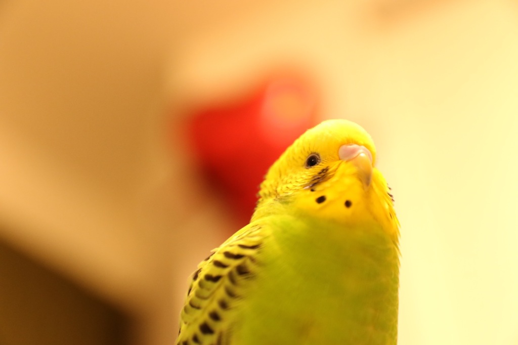 BUDGERIGAR