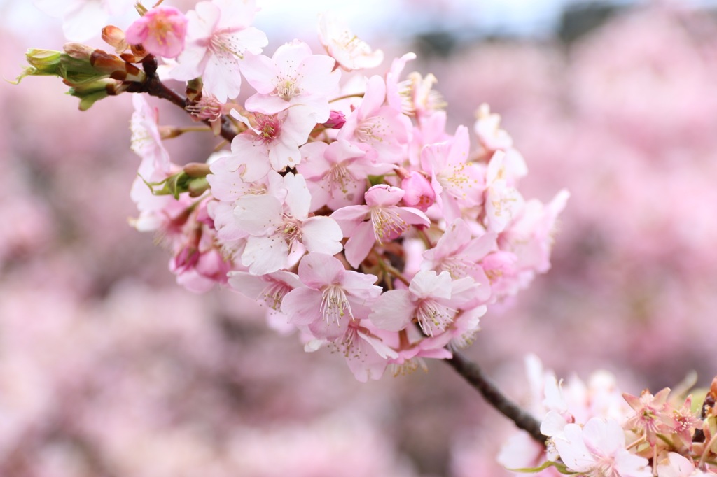 CHERRY BLOSSOM