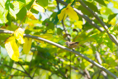 飛んで口に入る夏の虫