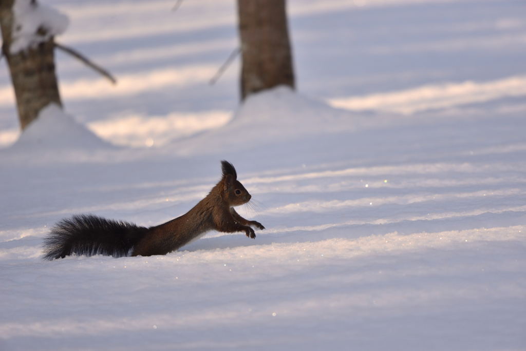 virgin snow
