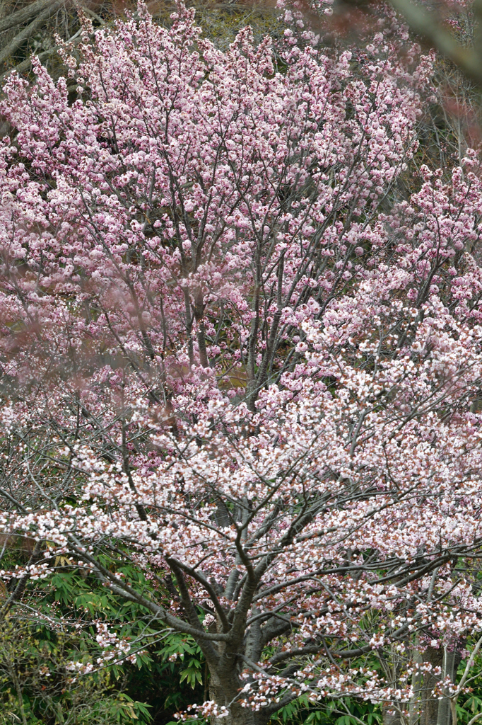 桜色の春