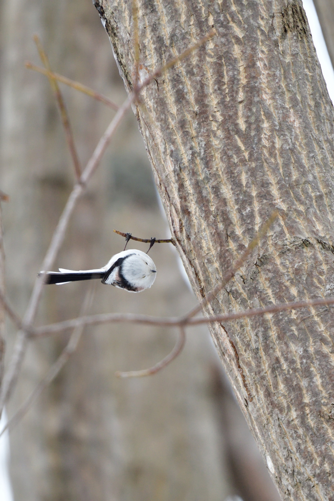 エンターティナー