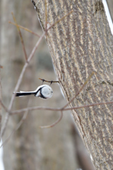 エンターティナー