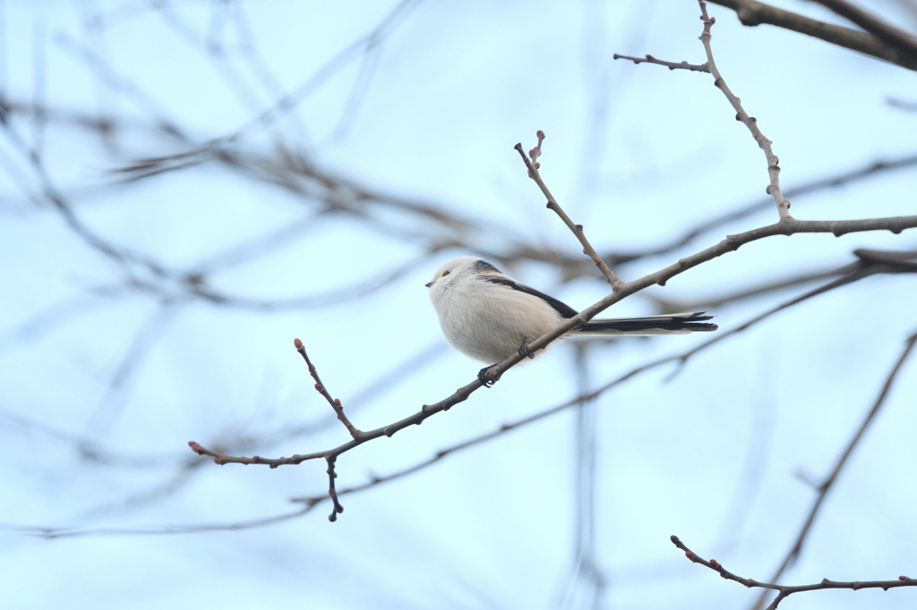 ほっこりバード