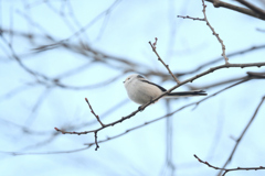 ほっこりバード