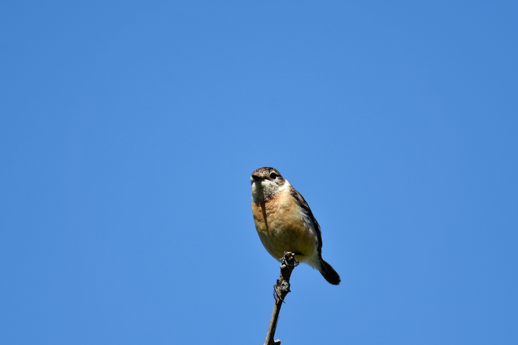 なんてったってアイドル