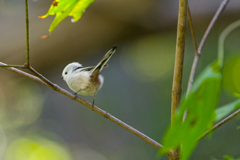 天使はバックシャンン