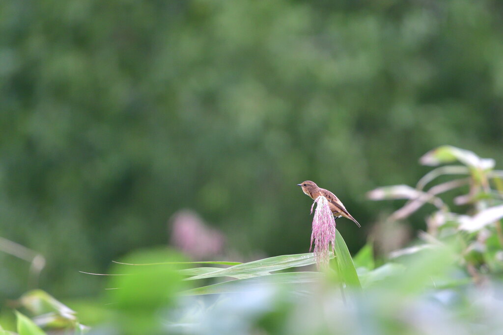 ランチブレイク