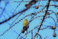 黄の花咲く森