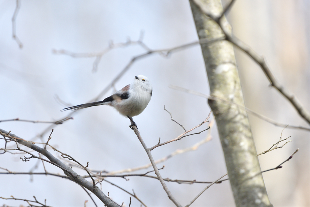スーパーモデル
