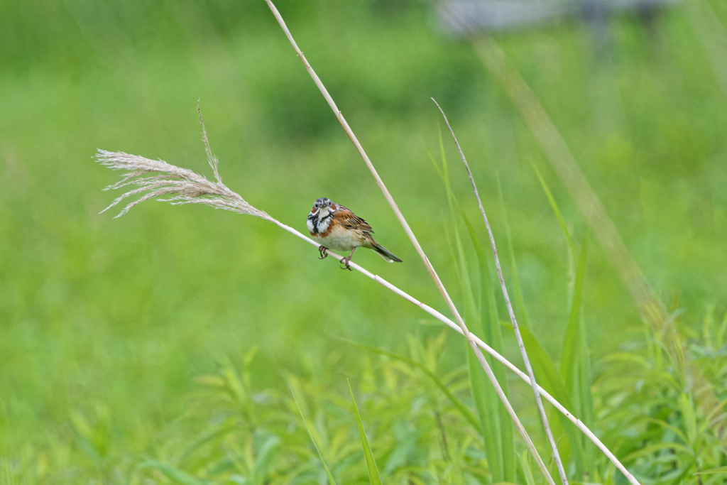 緑地でにらめっこ