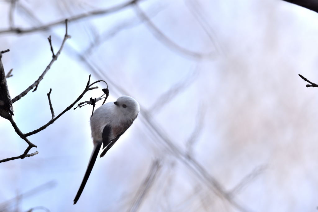 可愛いベイビー