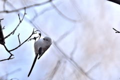 可愛いベイビー