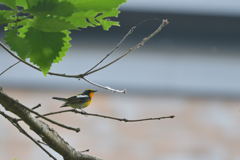 橙花ひとつ