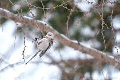 楽しいブランコ