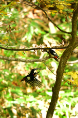 赤パン羽ばたく