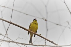 春に唄えば