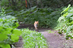 ウォーキング