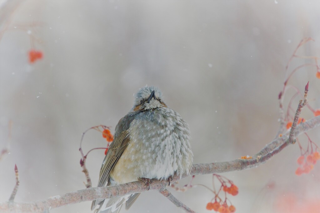 雪見鵯