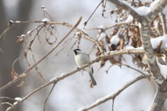 森は雪盛り