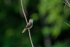 singing bird