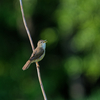 singing bird